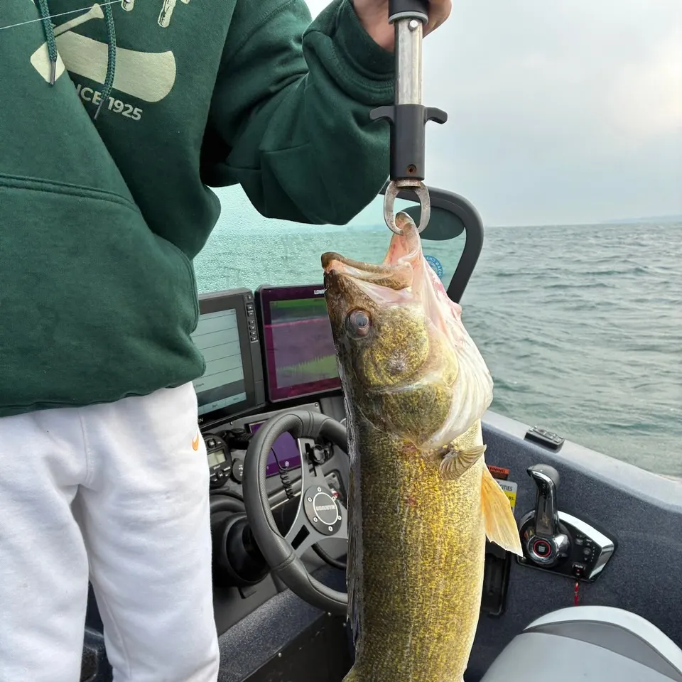 Walleye caught on Fishbrain