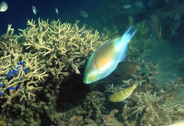 Blue-barred parrotfish