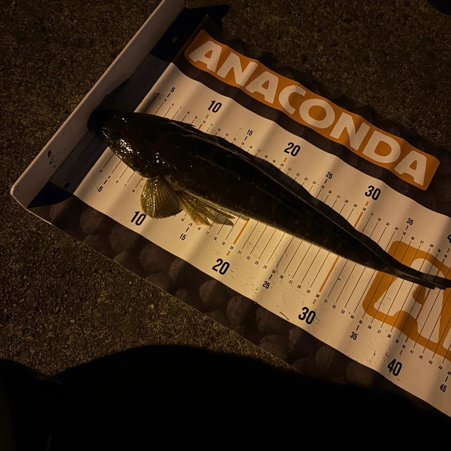 Dusky flathead caught on Fishbrain