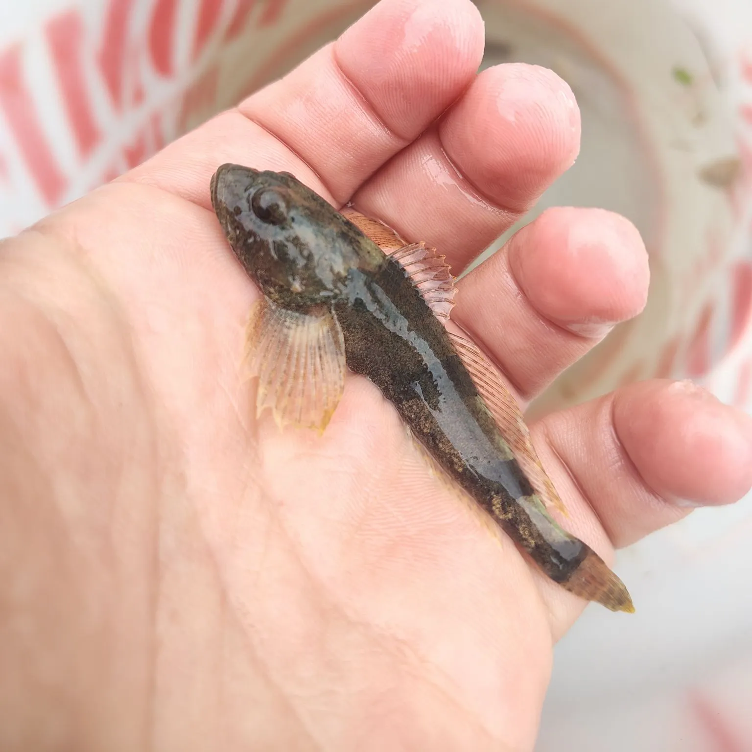The most recent Banded sculpin catches on Fishbrain