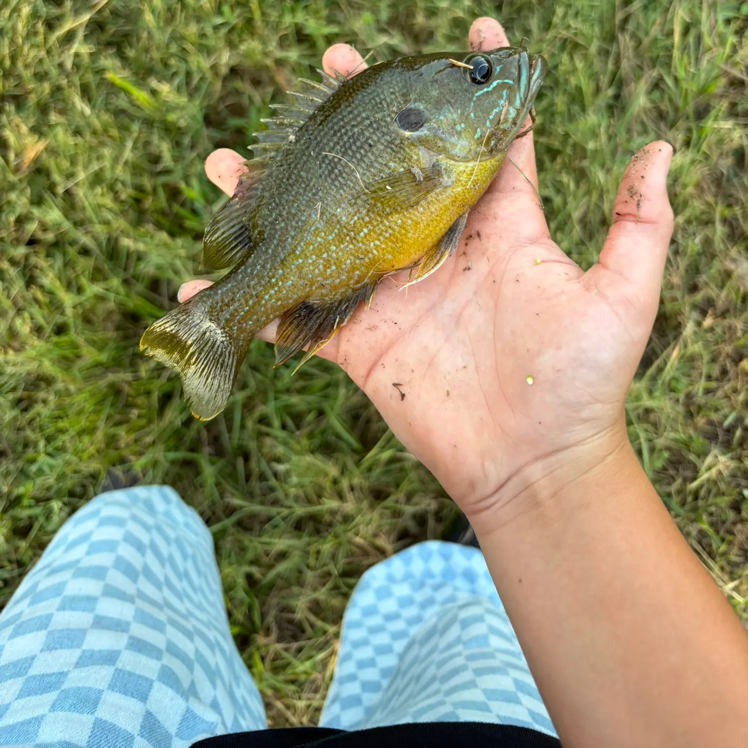 Green sunfish caught on Fishbrain