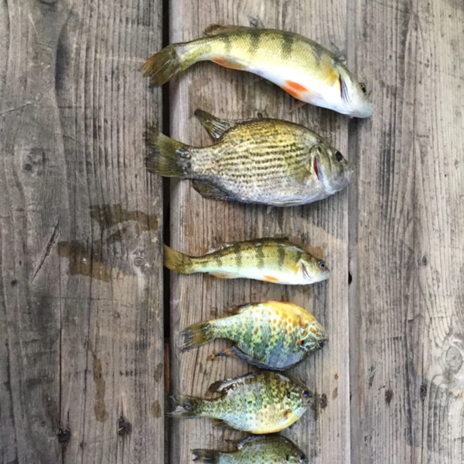 recently logged catches