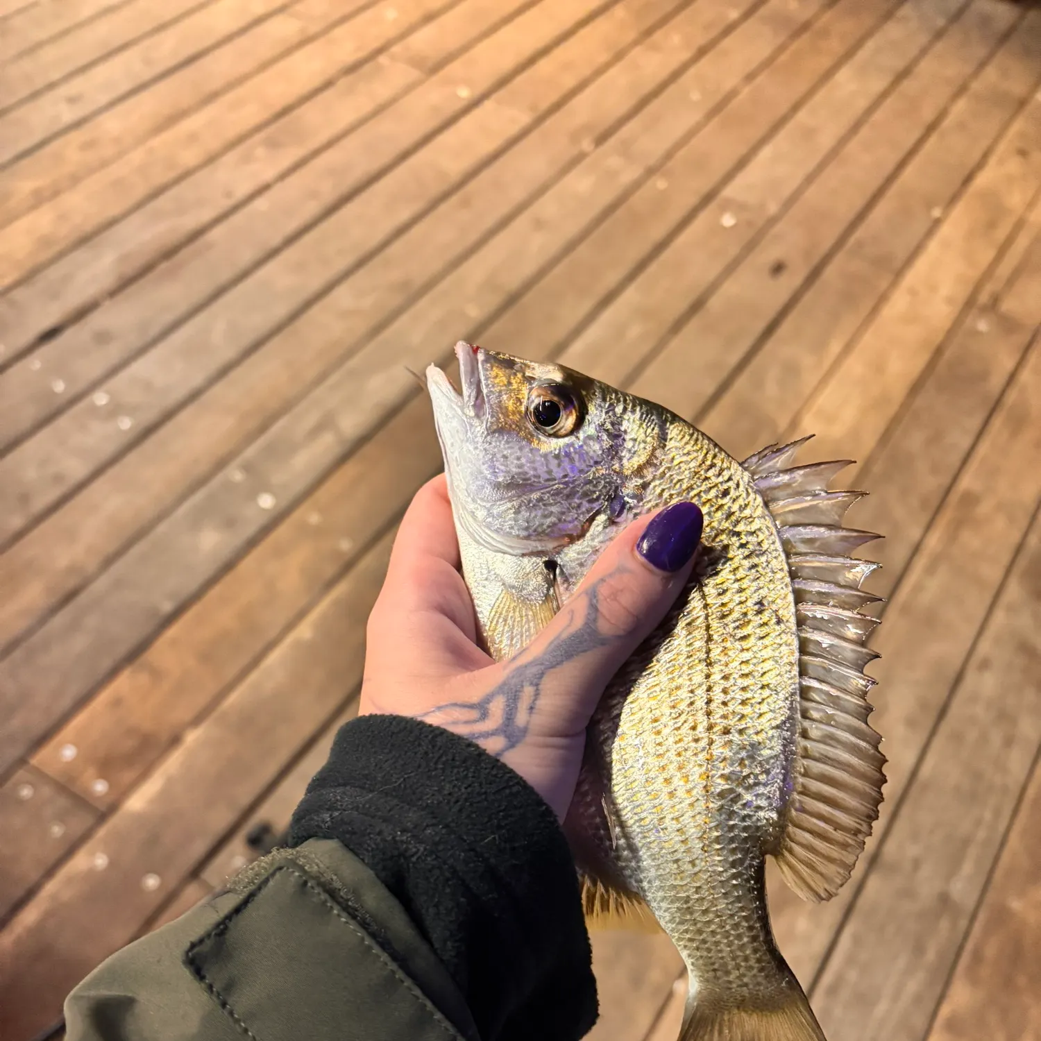 Surf bream caught on Fishbrain