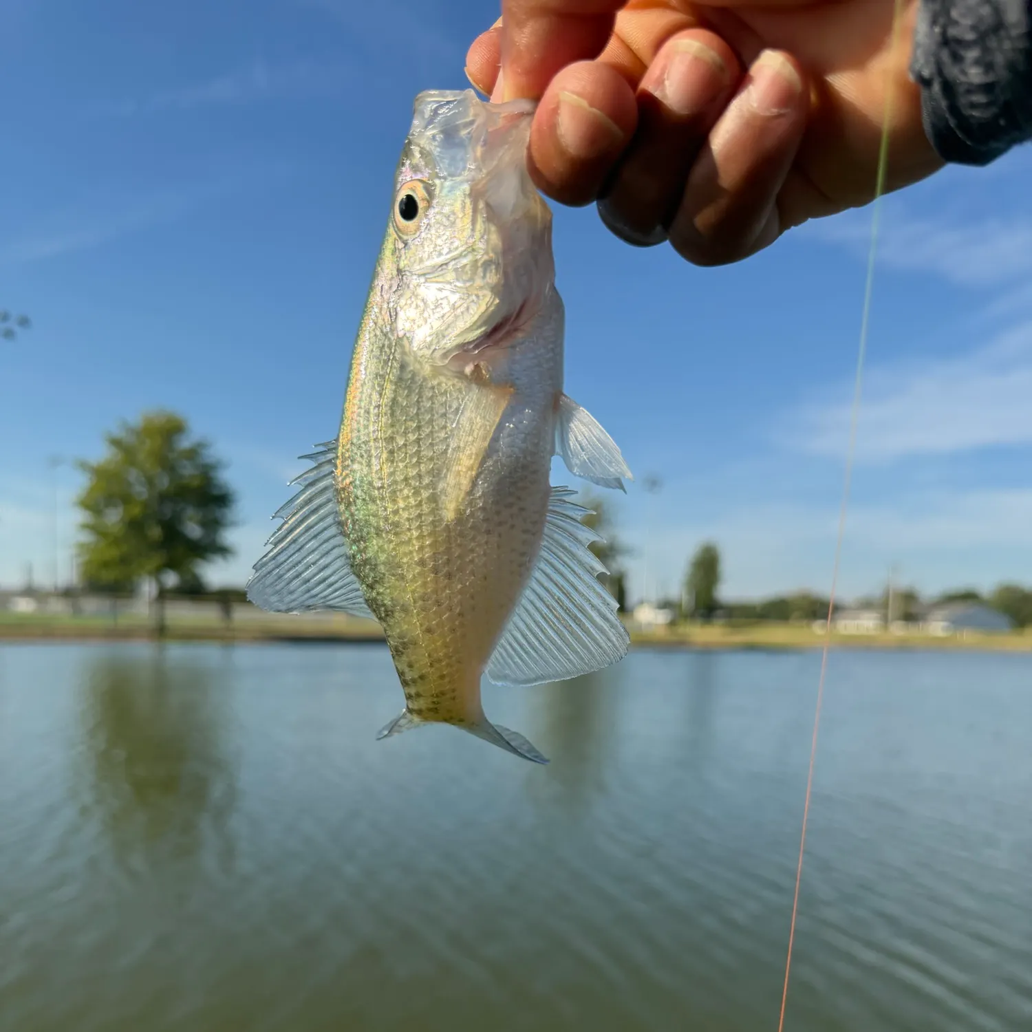 White crappie caught on Fishbrain