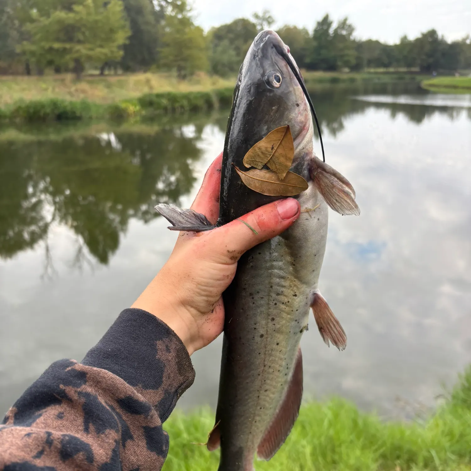 catch