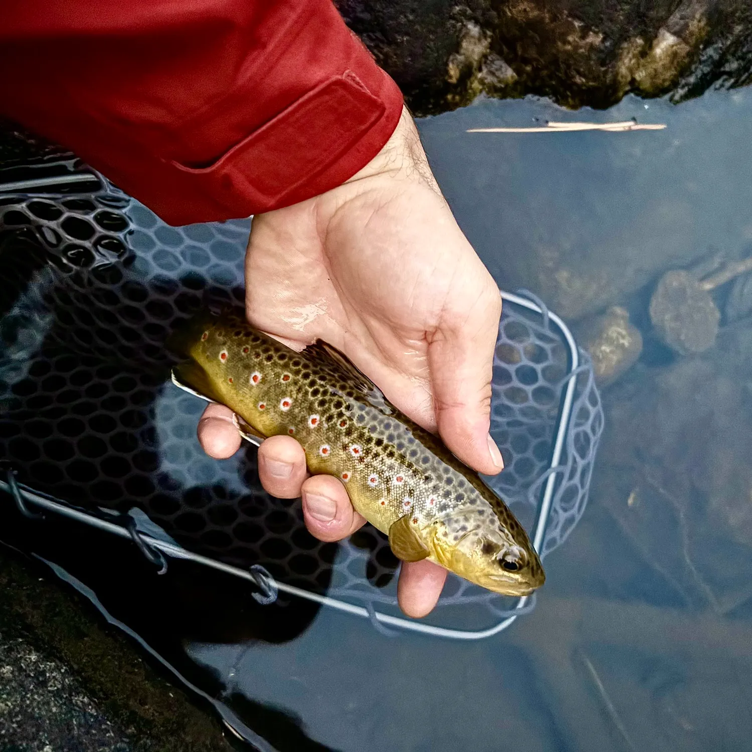 Brook trout caught on Fishbrain