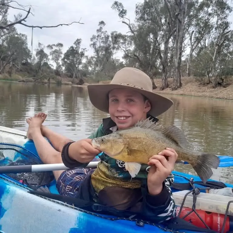 Golden perch caught on Fishbrain