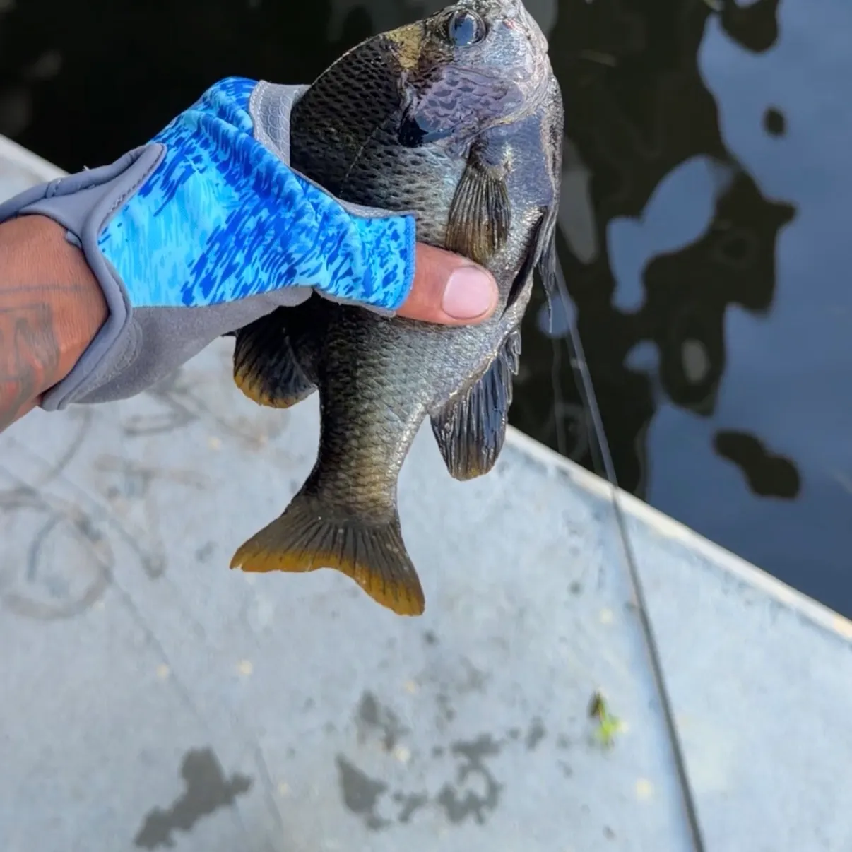 Bluegill caught on Fishbrain