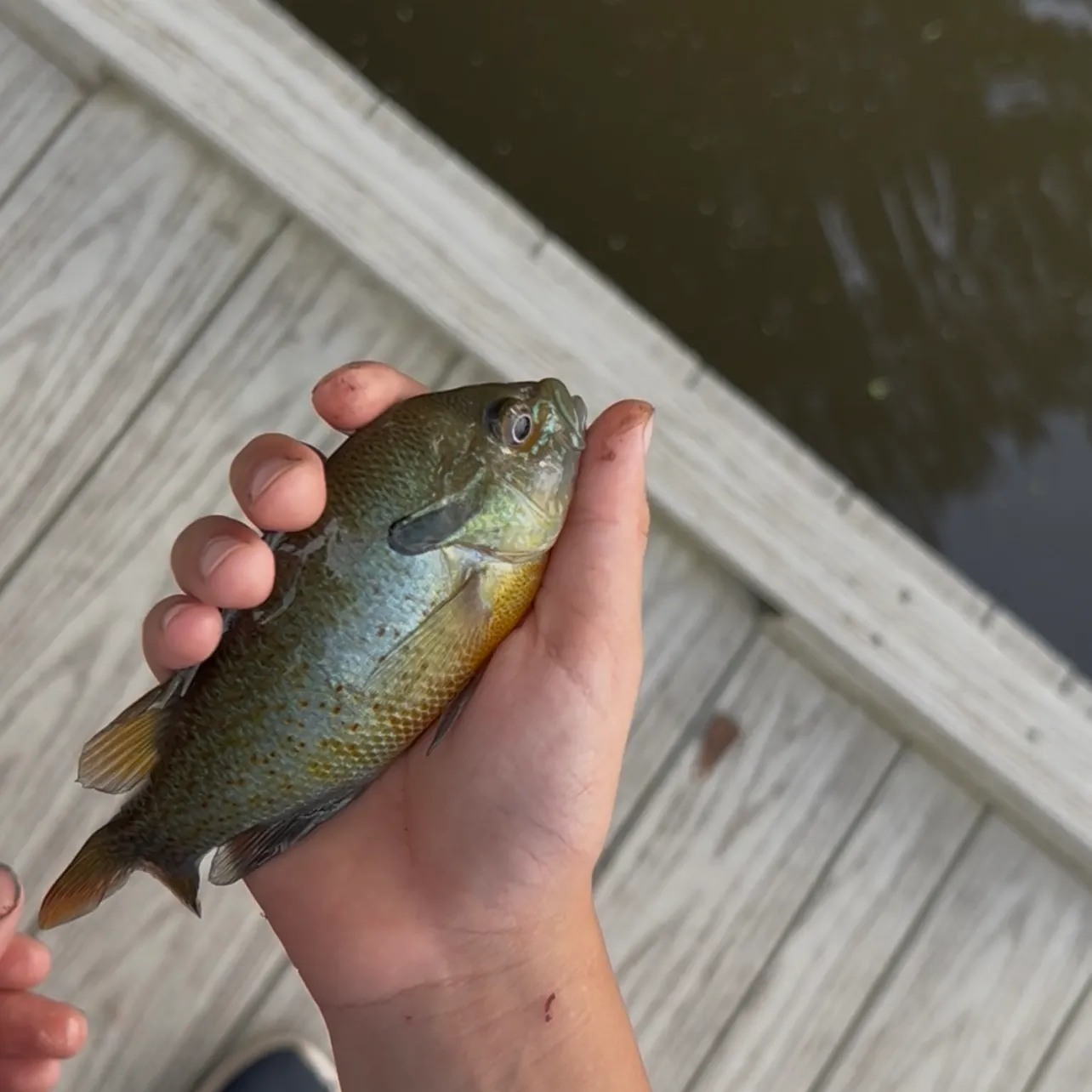 Redbreast sunfish caught on Fishbrain