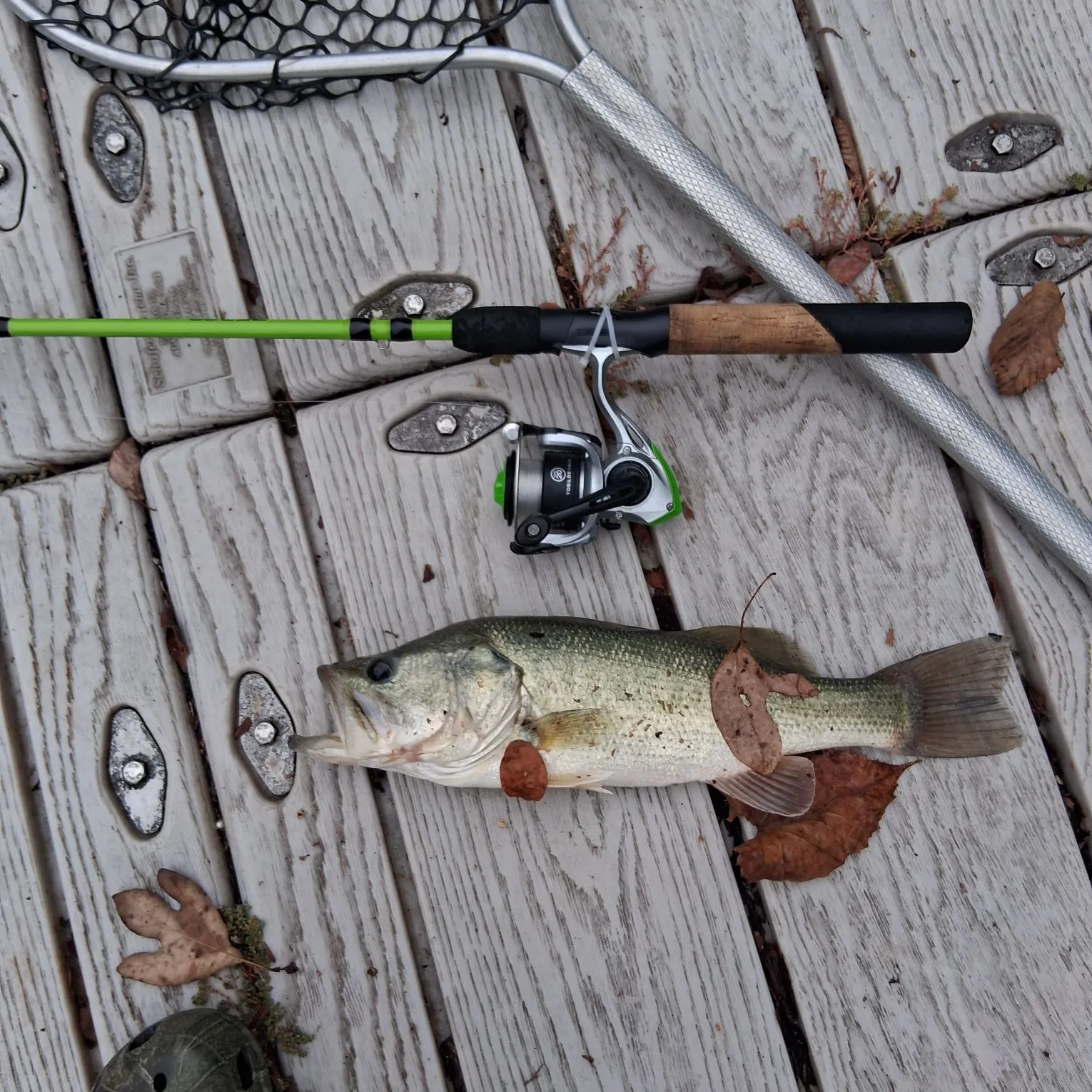 Largemouth bass caught on Fishbrain