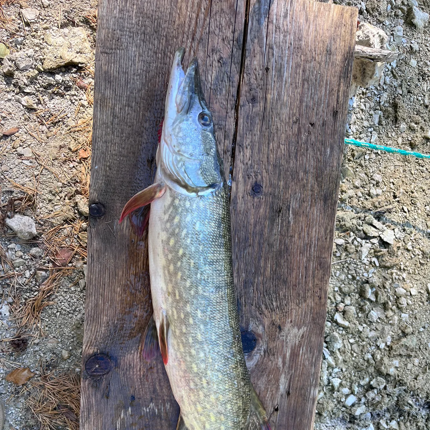 Northern pike caught on Fishbrain