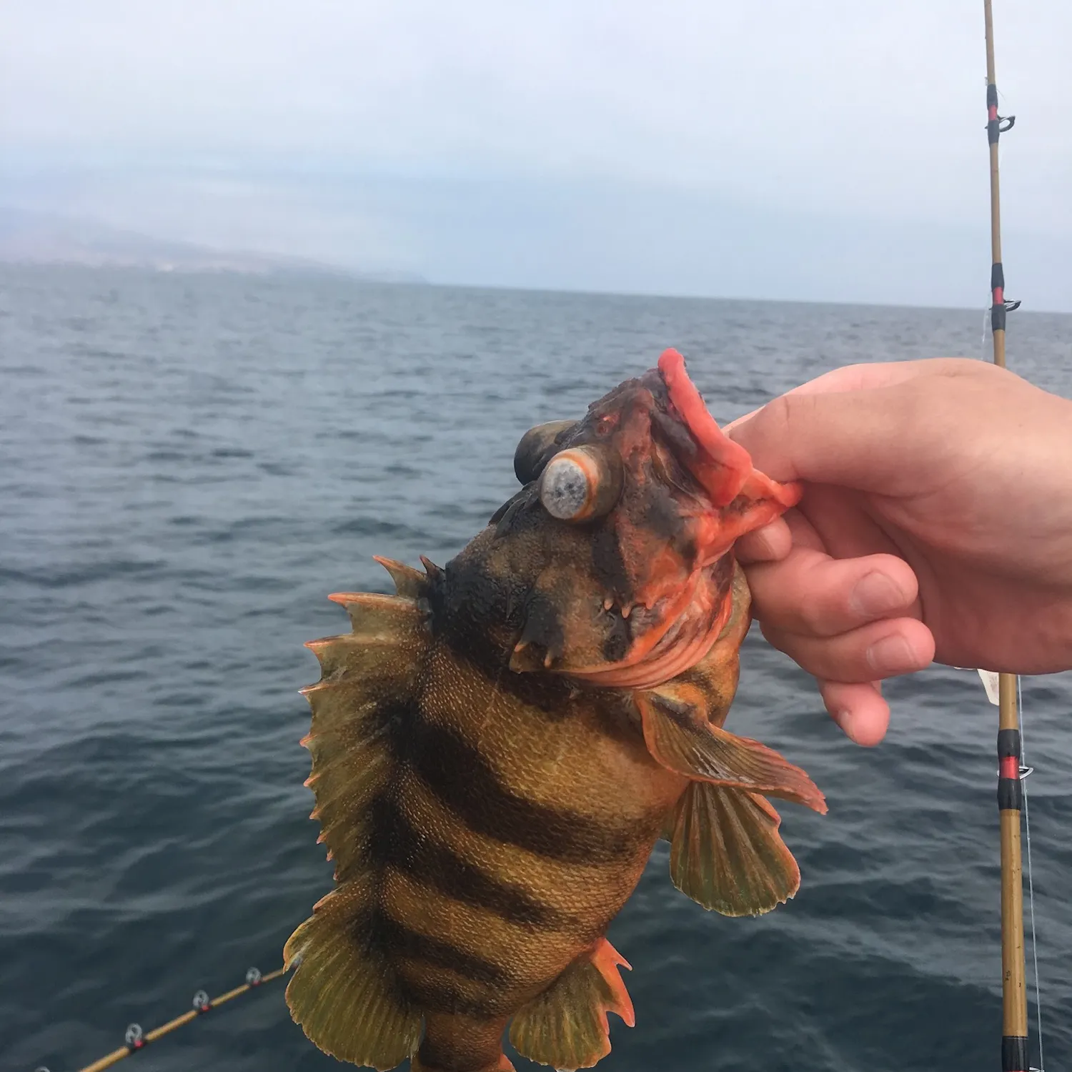The most recent Treefish catches on Fishbrain