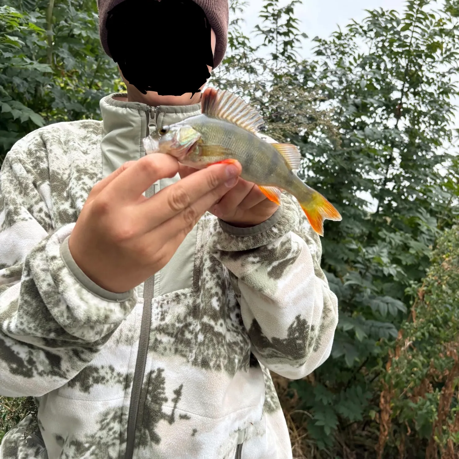 European perch caught on Fishbrain