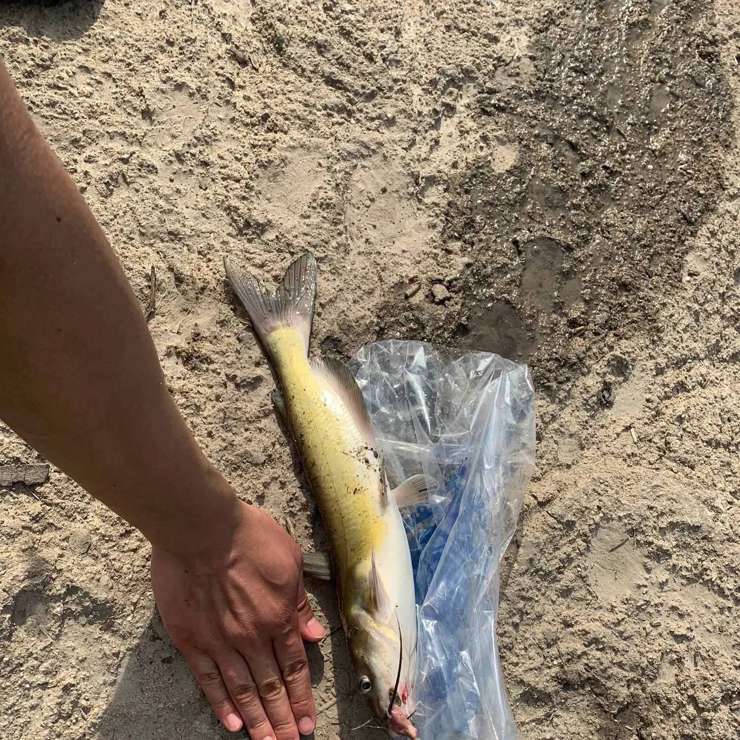 catch