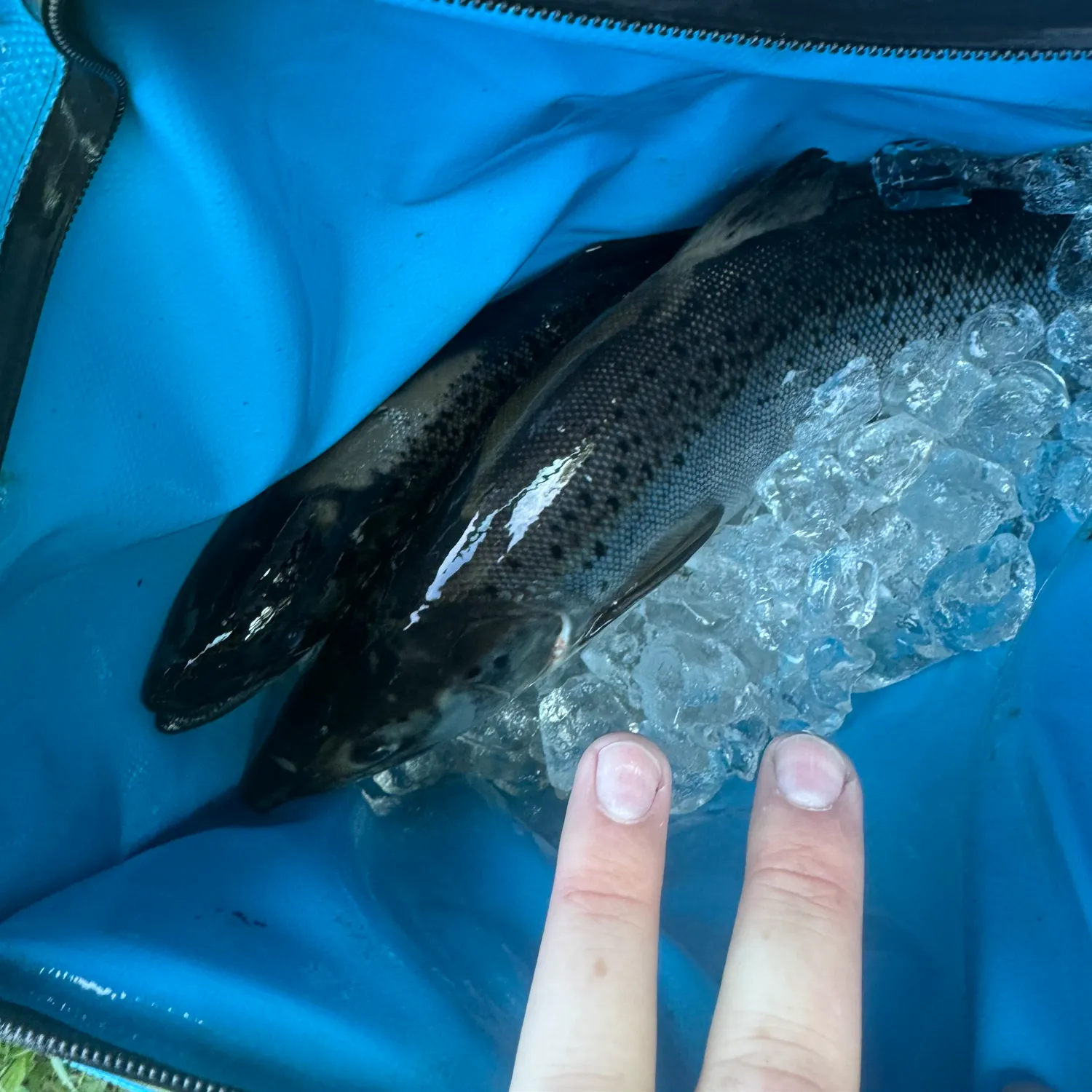 Landlocked atlantic salmon caught on Fishbrain