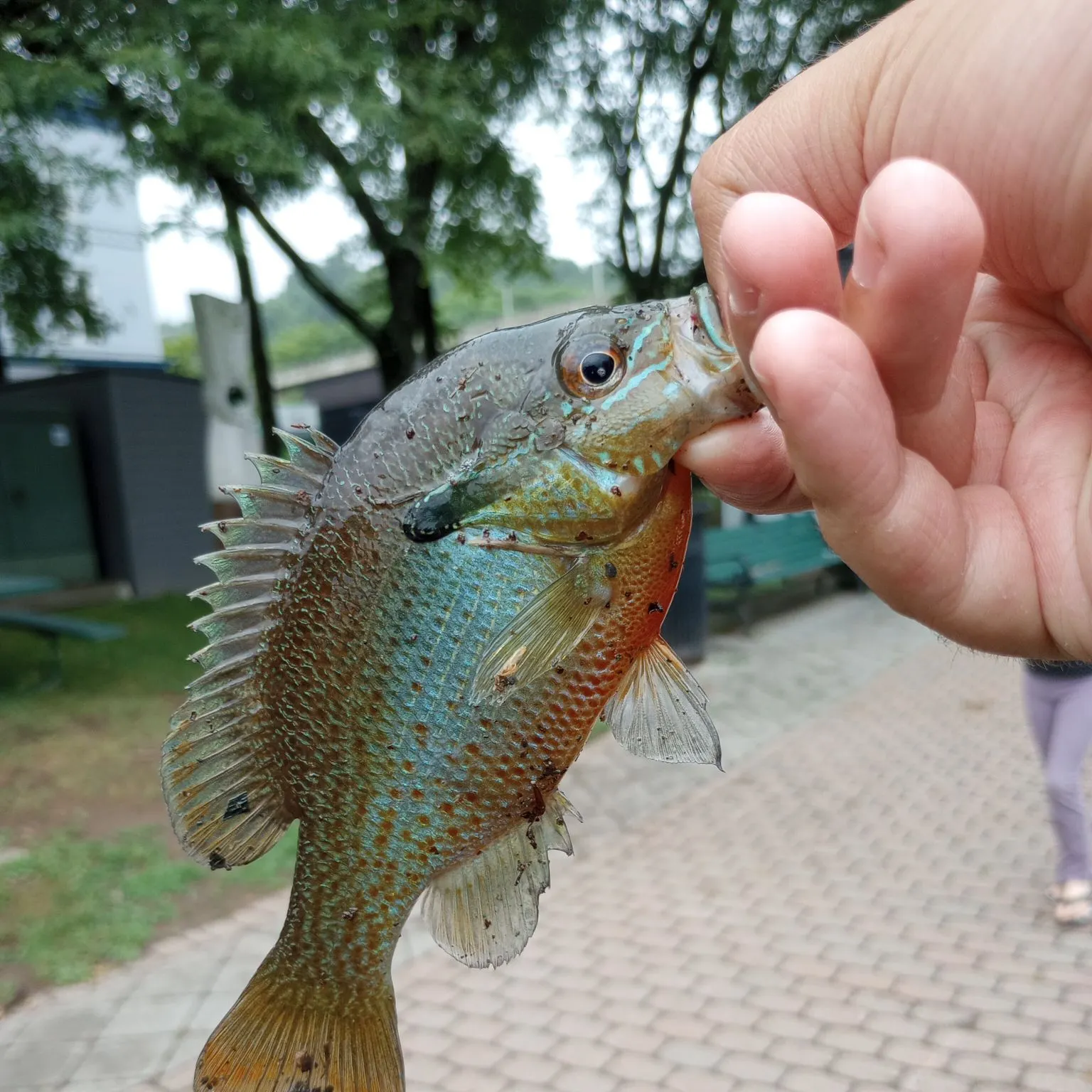 catch