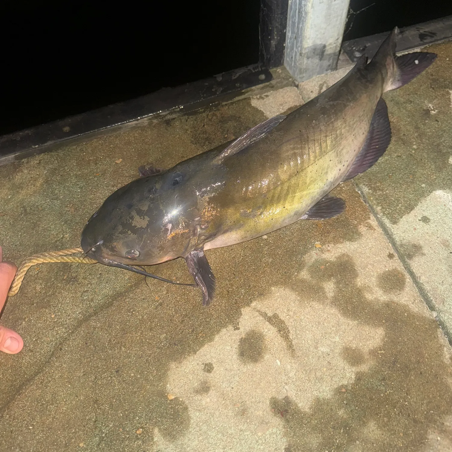 Fish caught on Fishbrain