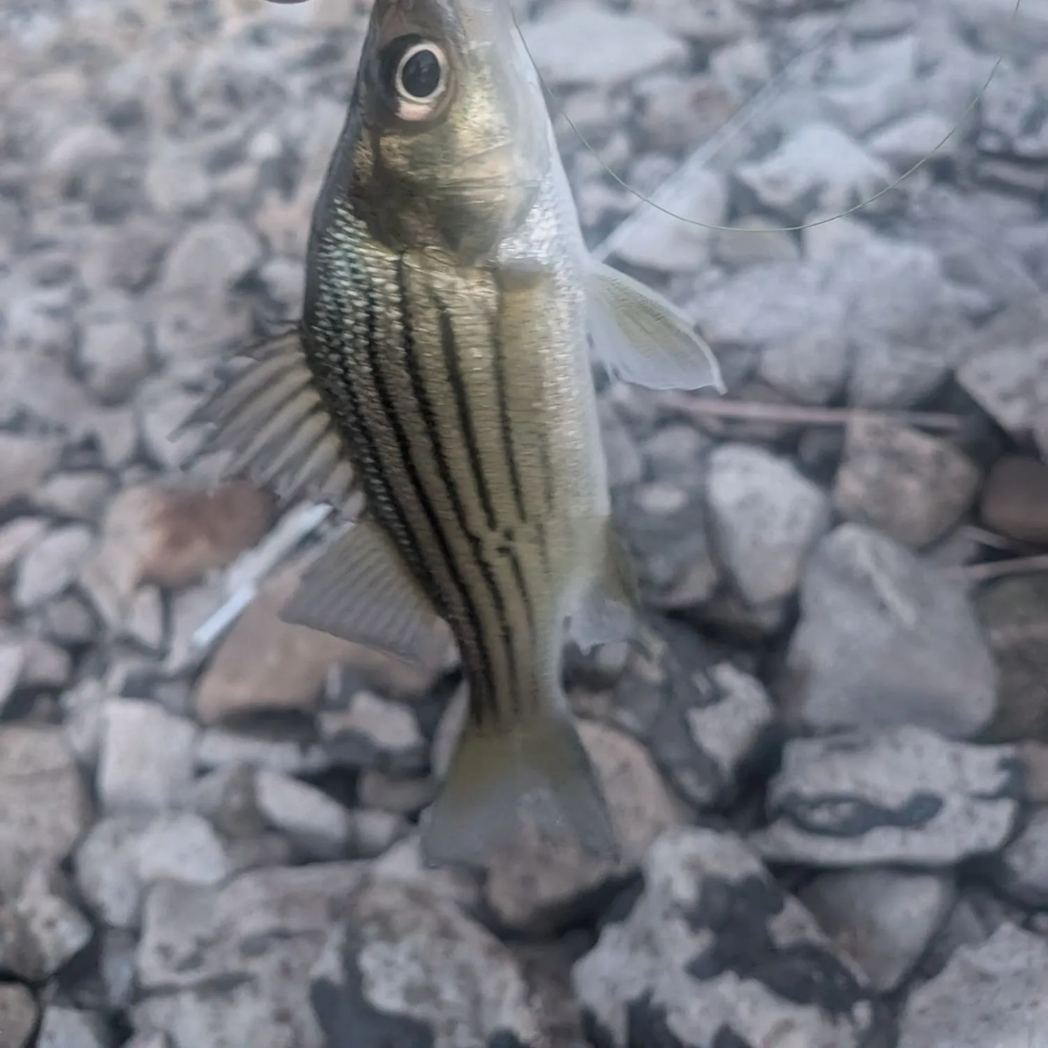 Fish caught on Fishbrain