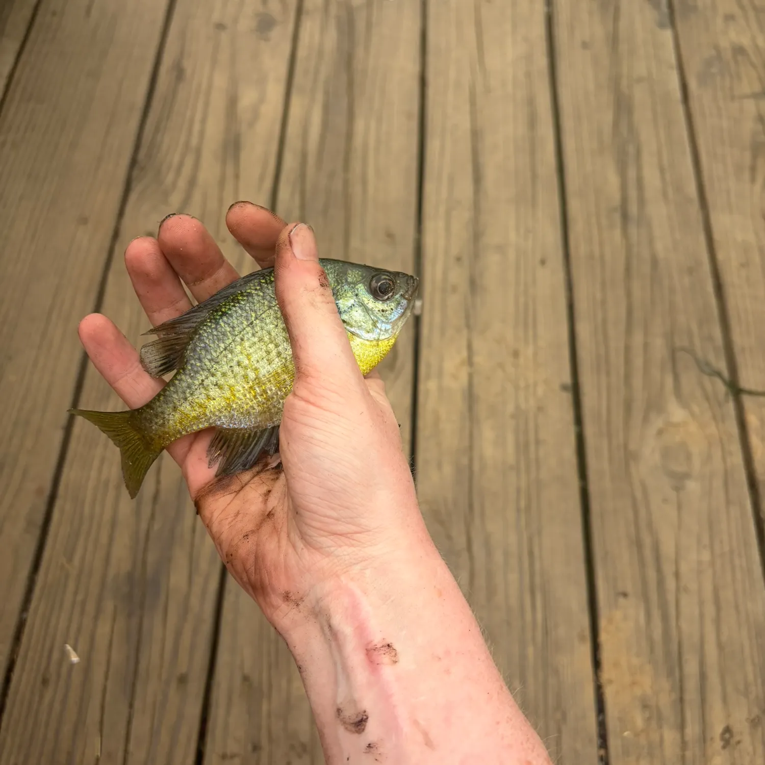 Bluegill caught on Fishbrain
