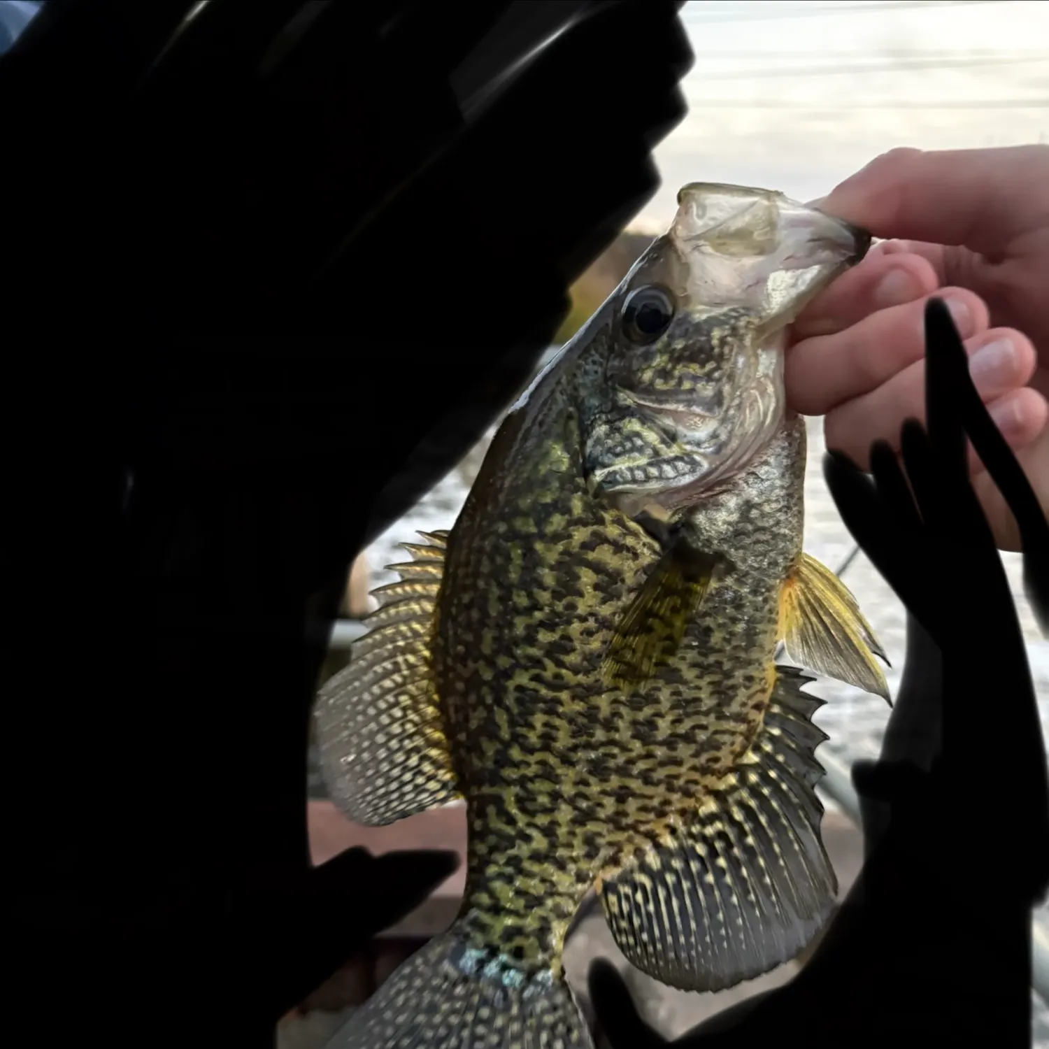 Black crappie caught on Fishbrain