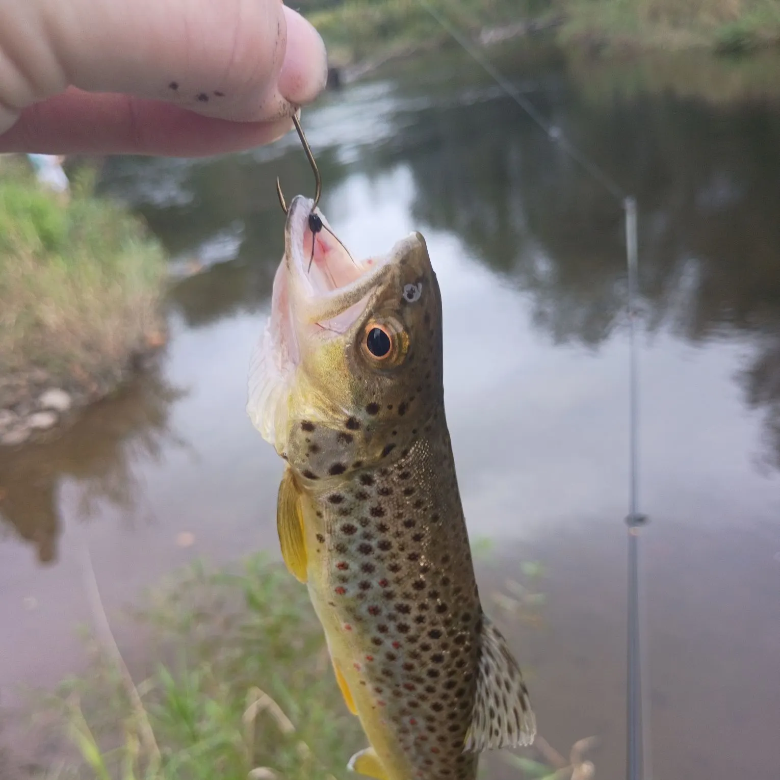 Lake trout caught on Fishbrain