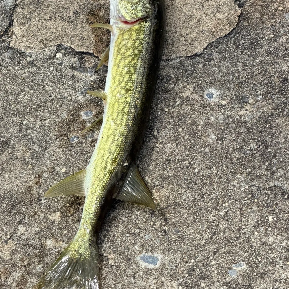 Chain pickerel caught on Fishbrain