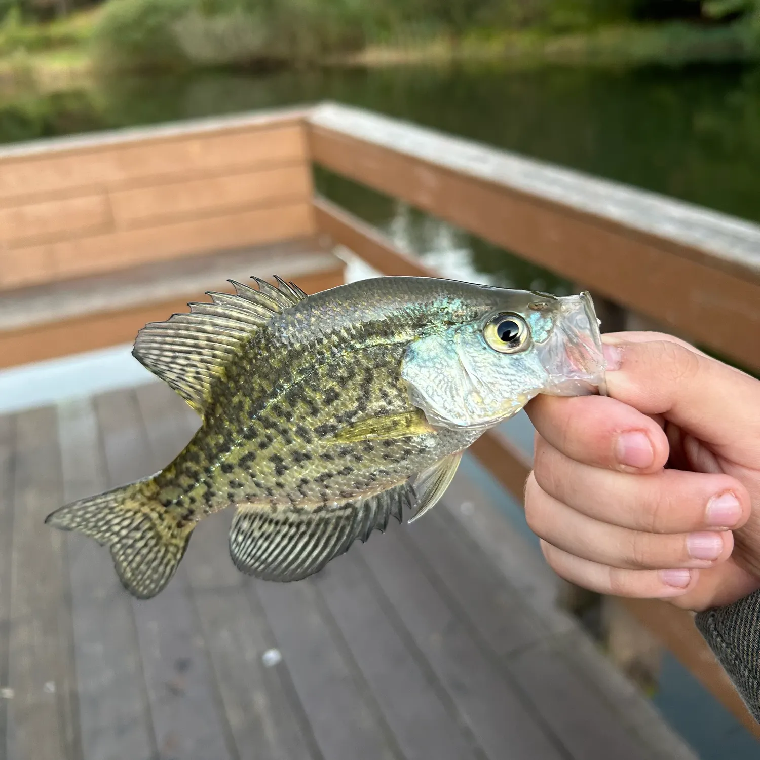 Black crappie caught on Fishbrain