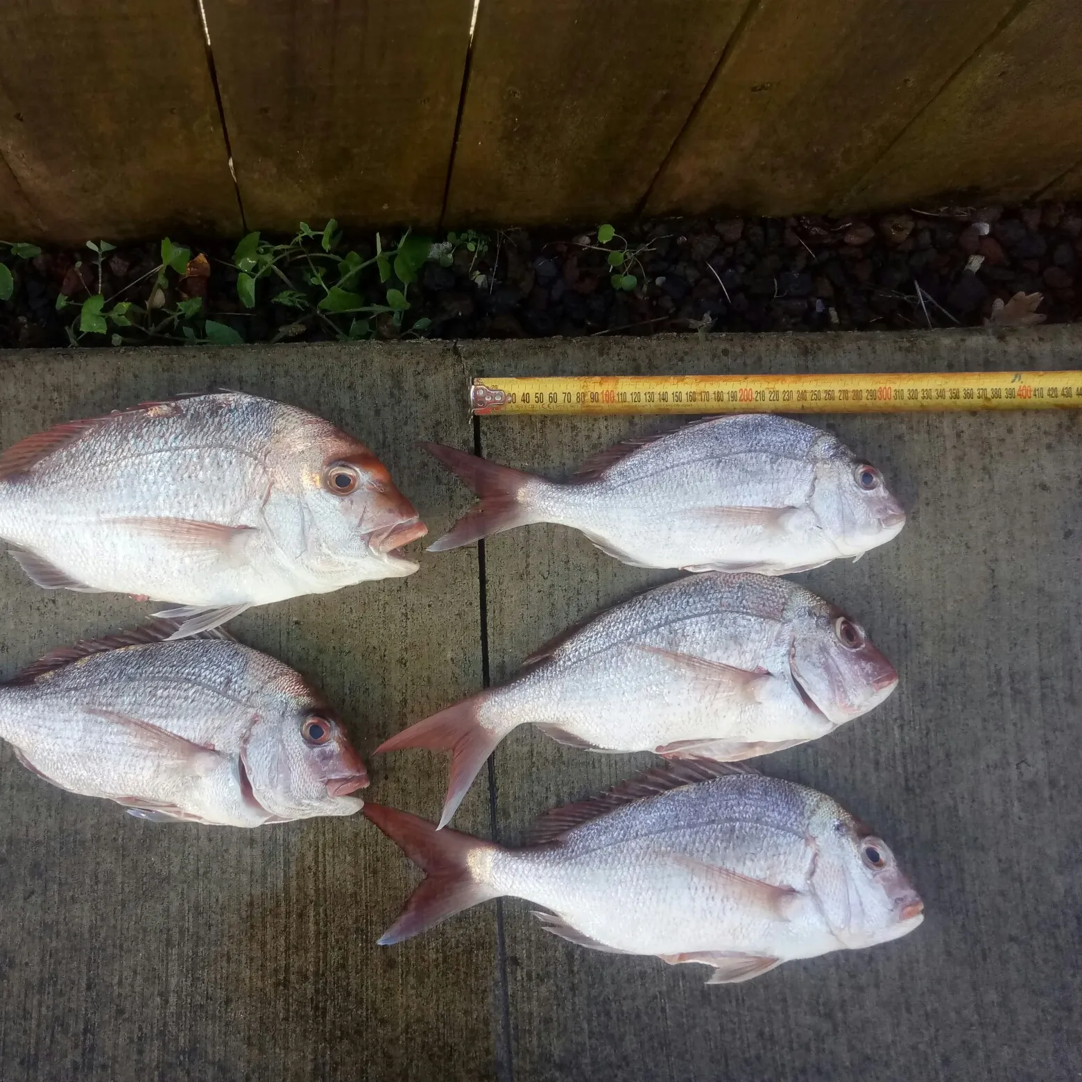 recently logged catches