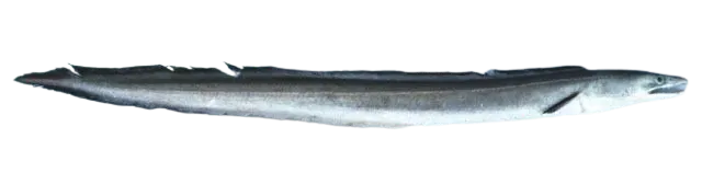 Daggertooth pike conger