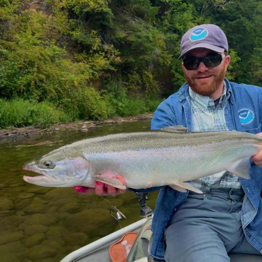 The most recent Steelhead catches on Fishbrain