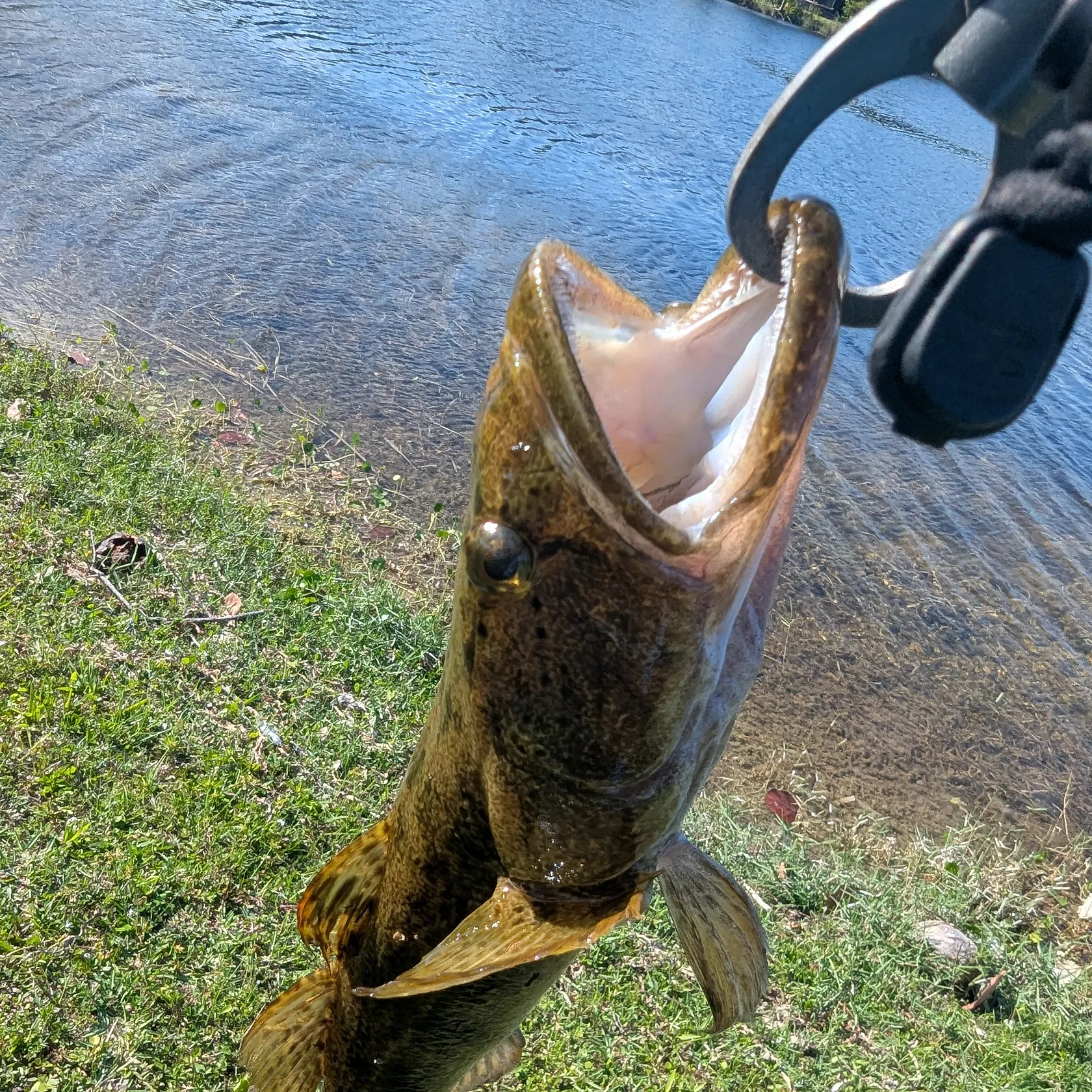 The most popular recent Bigmouth sleeper catch on Fishbrain