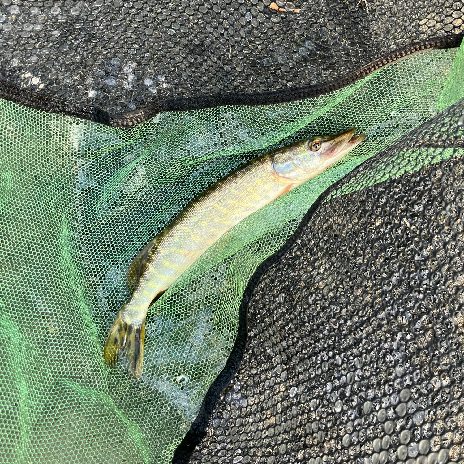Northern pike caught on Fishbrain