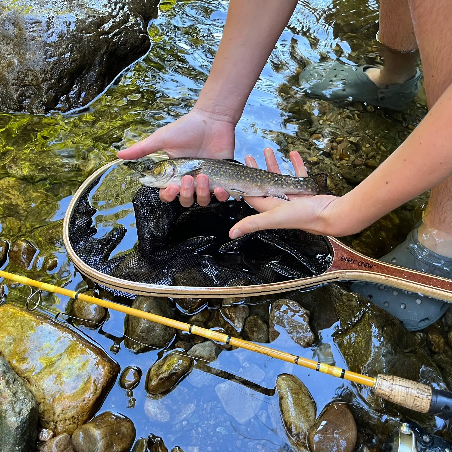 Brook trout caught on Fishbrain