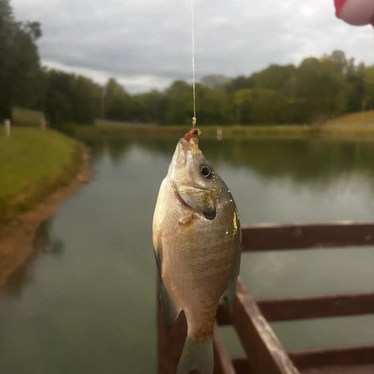 Bluegill caught on Fishbrain