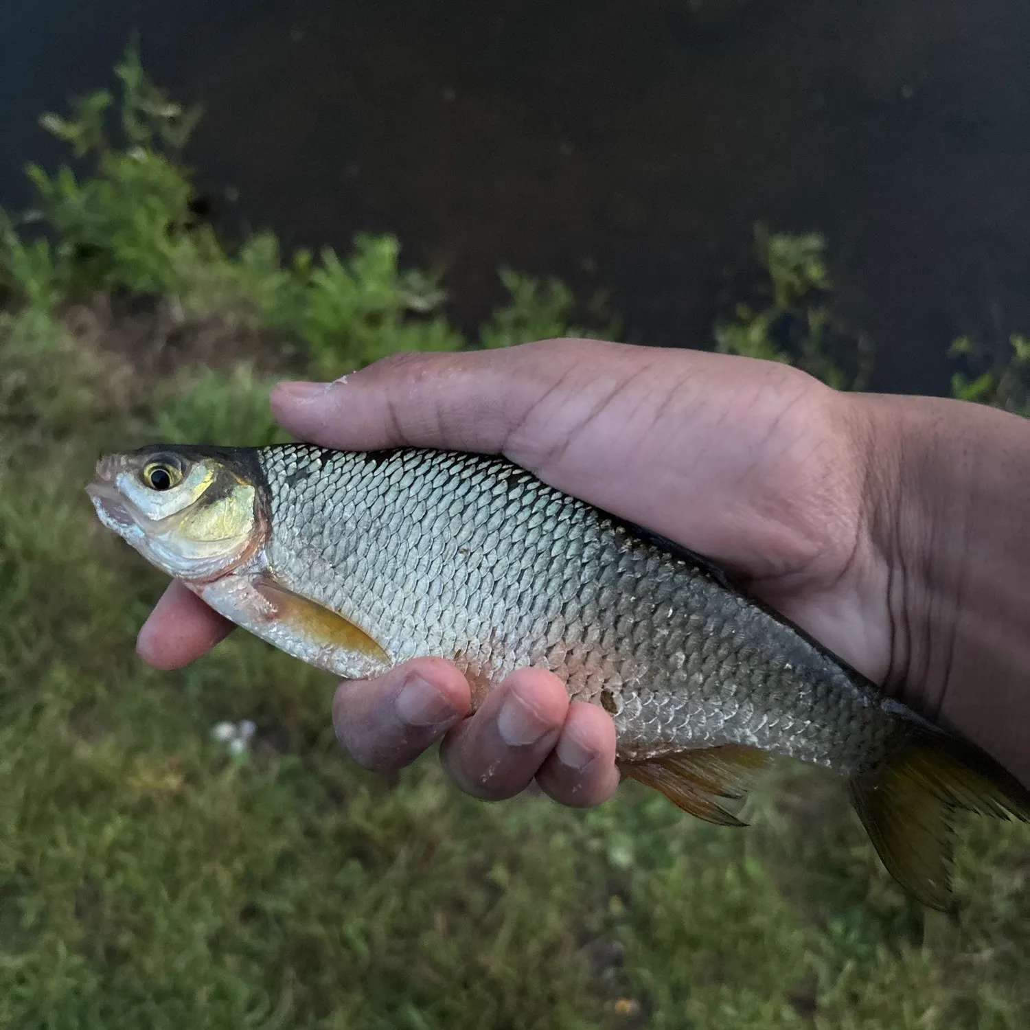 Golden shiner caught on Fishbrain