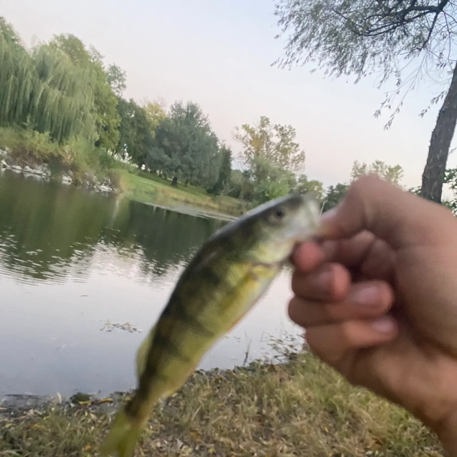 Yellow perch caught on Fishbrain