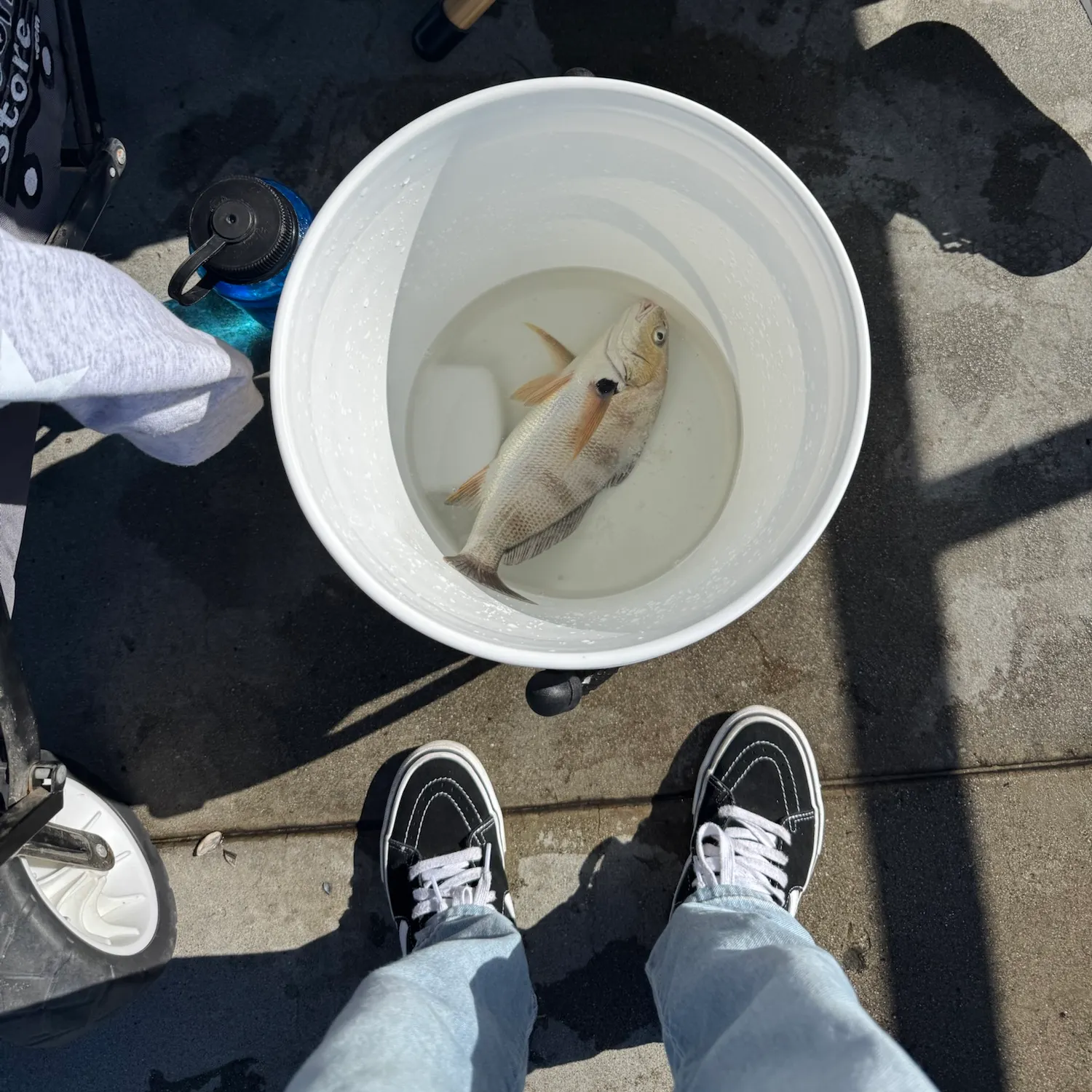 Blackspotted croaker caught on Fishbrain