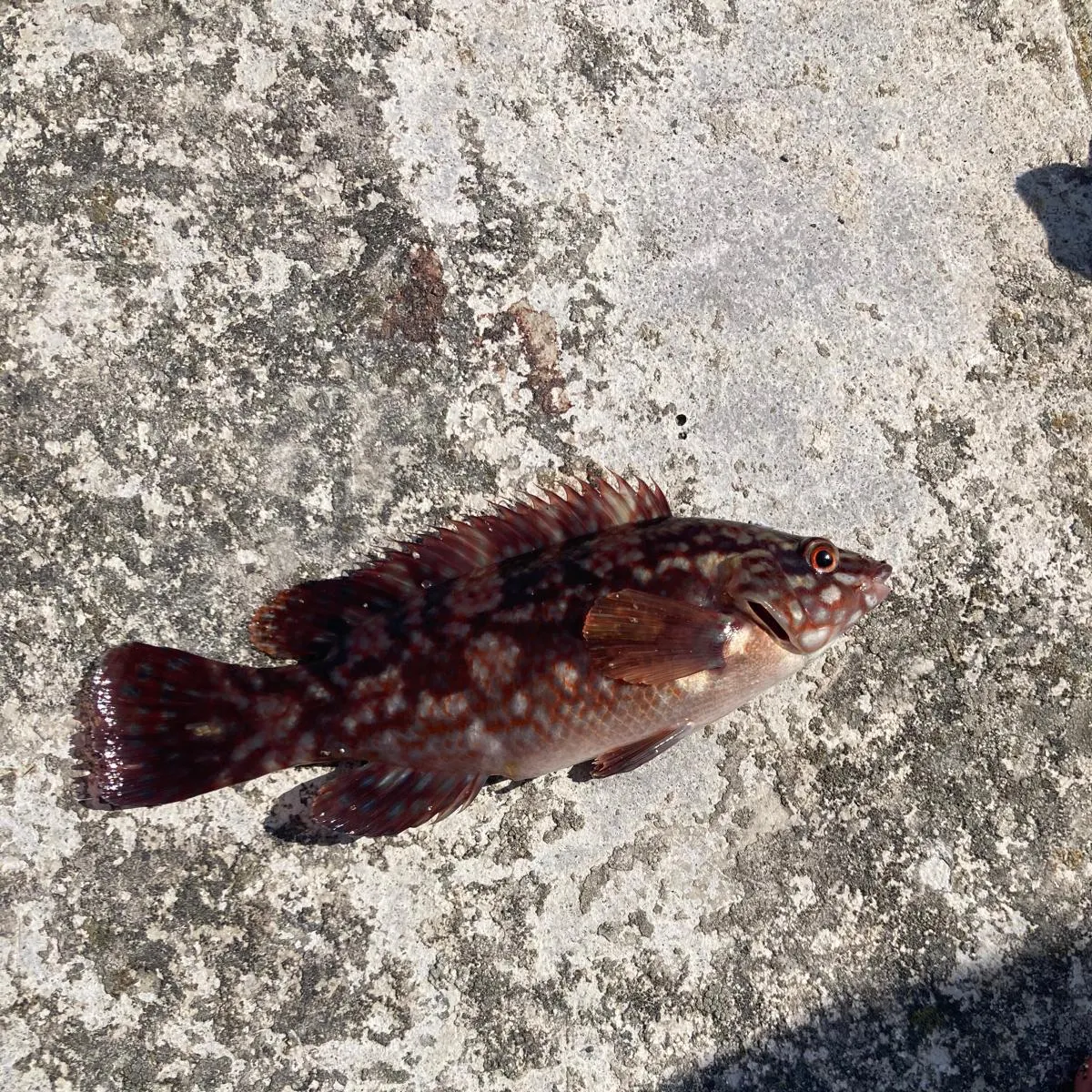 The most recent Ballan wrasse catches on Fishbrain