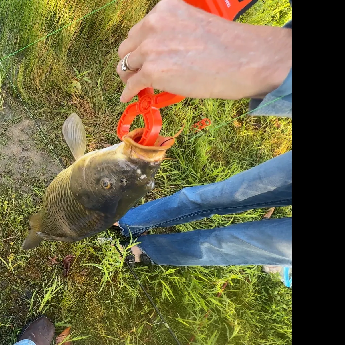 Common carp caught on Fishbrain