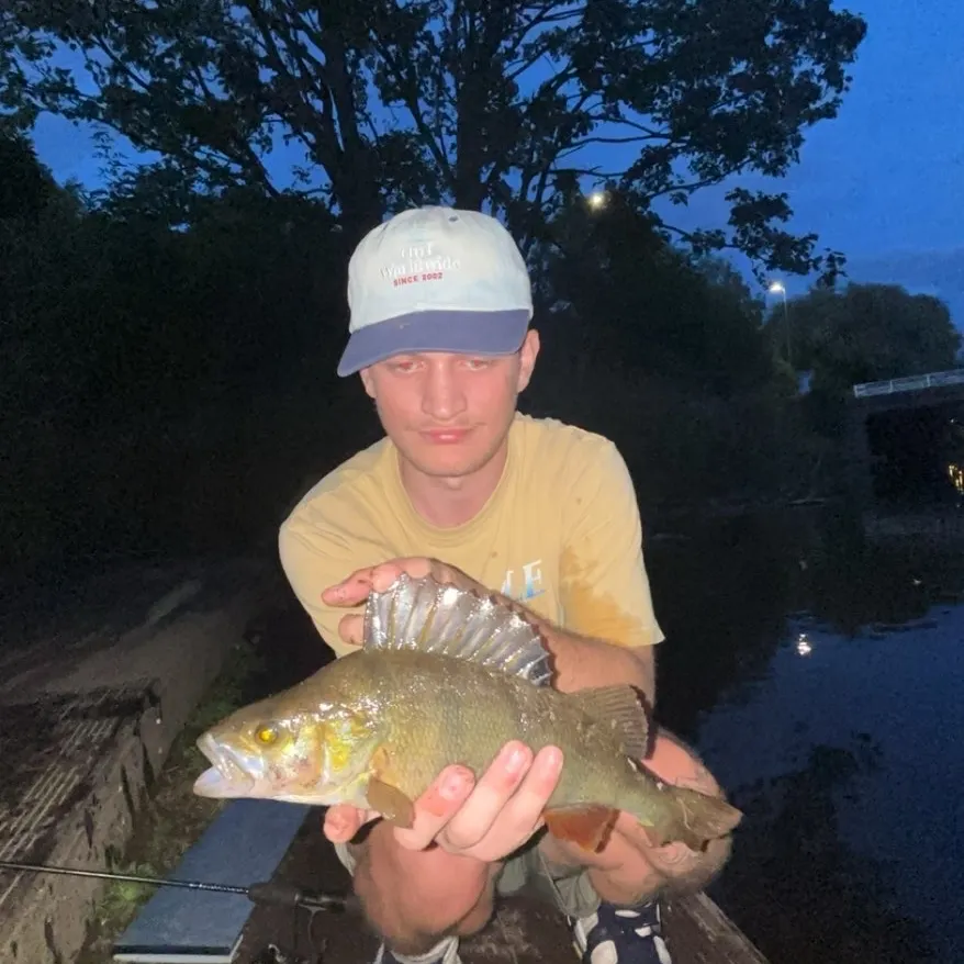 European perch caught on Fishbrain