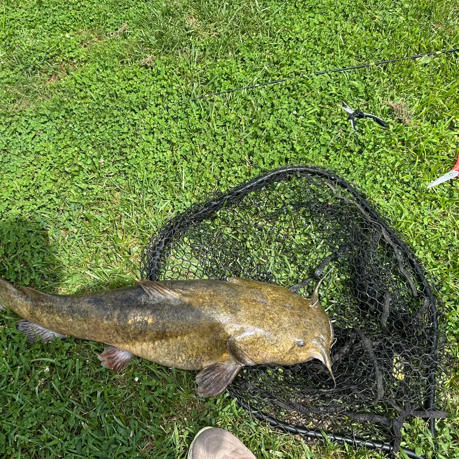 The most recent Flathead catfish catches on Fishbrain