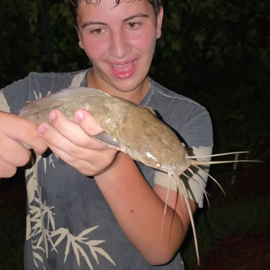 Flathead catfish caught on Fishbrain