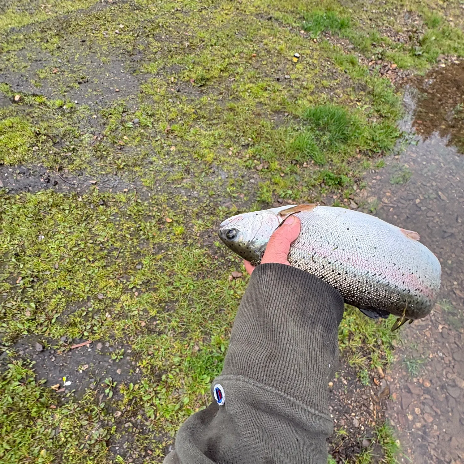 Rainbow trout caught on Fishbrain