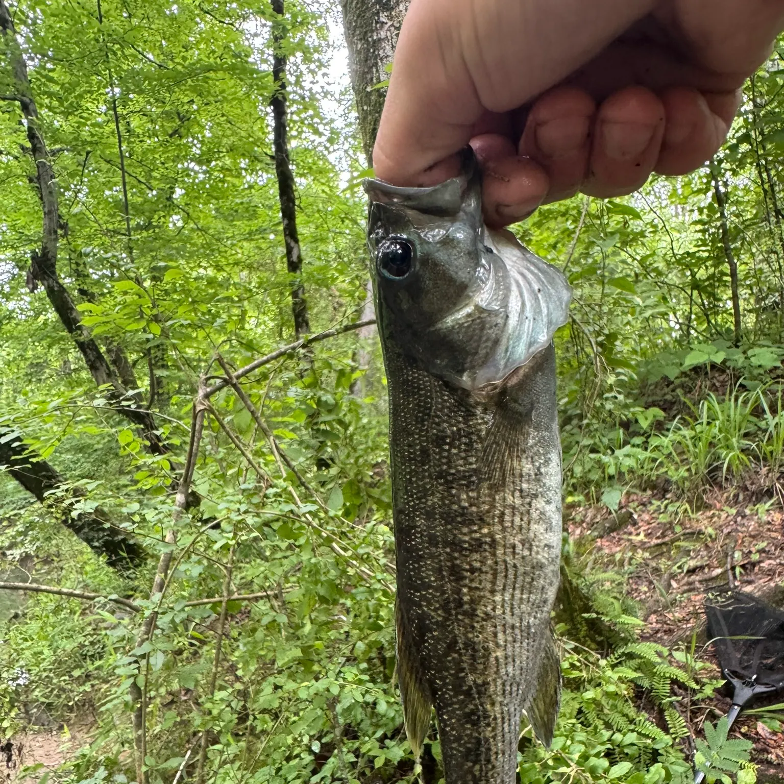 The most recent Cahaba bass catches on Fishbrain
