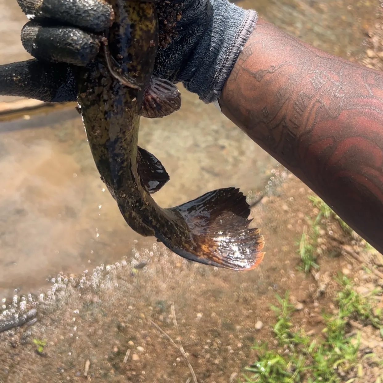 Flathead catfish caught on Fishbrain