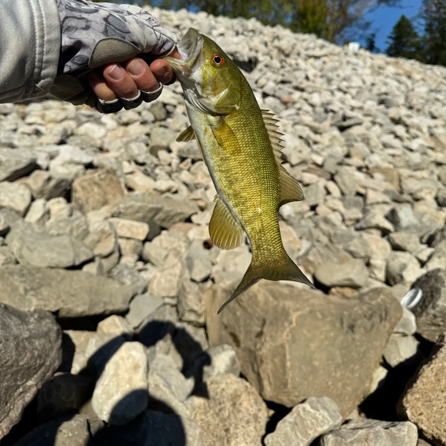 Smallmouth bass caught on Fishbrain