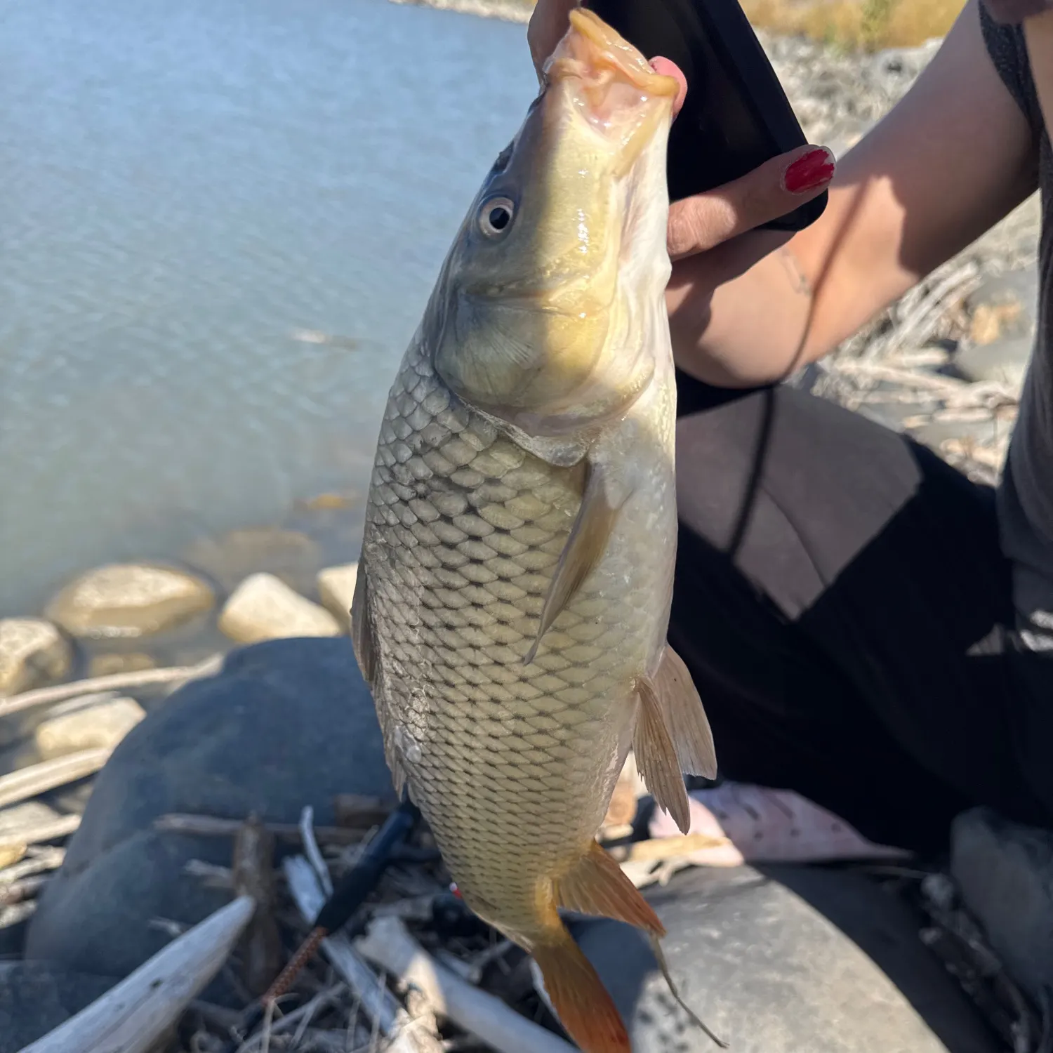Common carp caught on Fishbrain