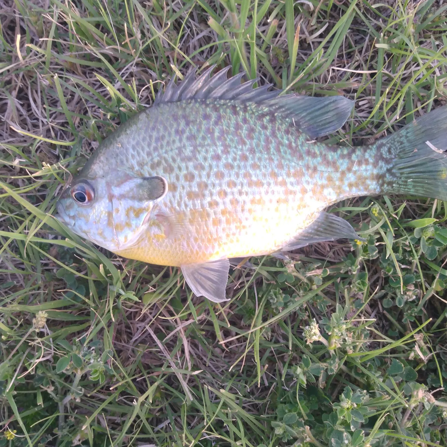 The most recent Bluegill x longear sunfish catches on Fishbrain