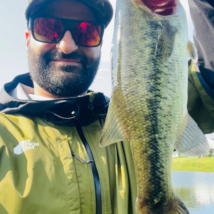 Largemouth bass caught on Fishbrain