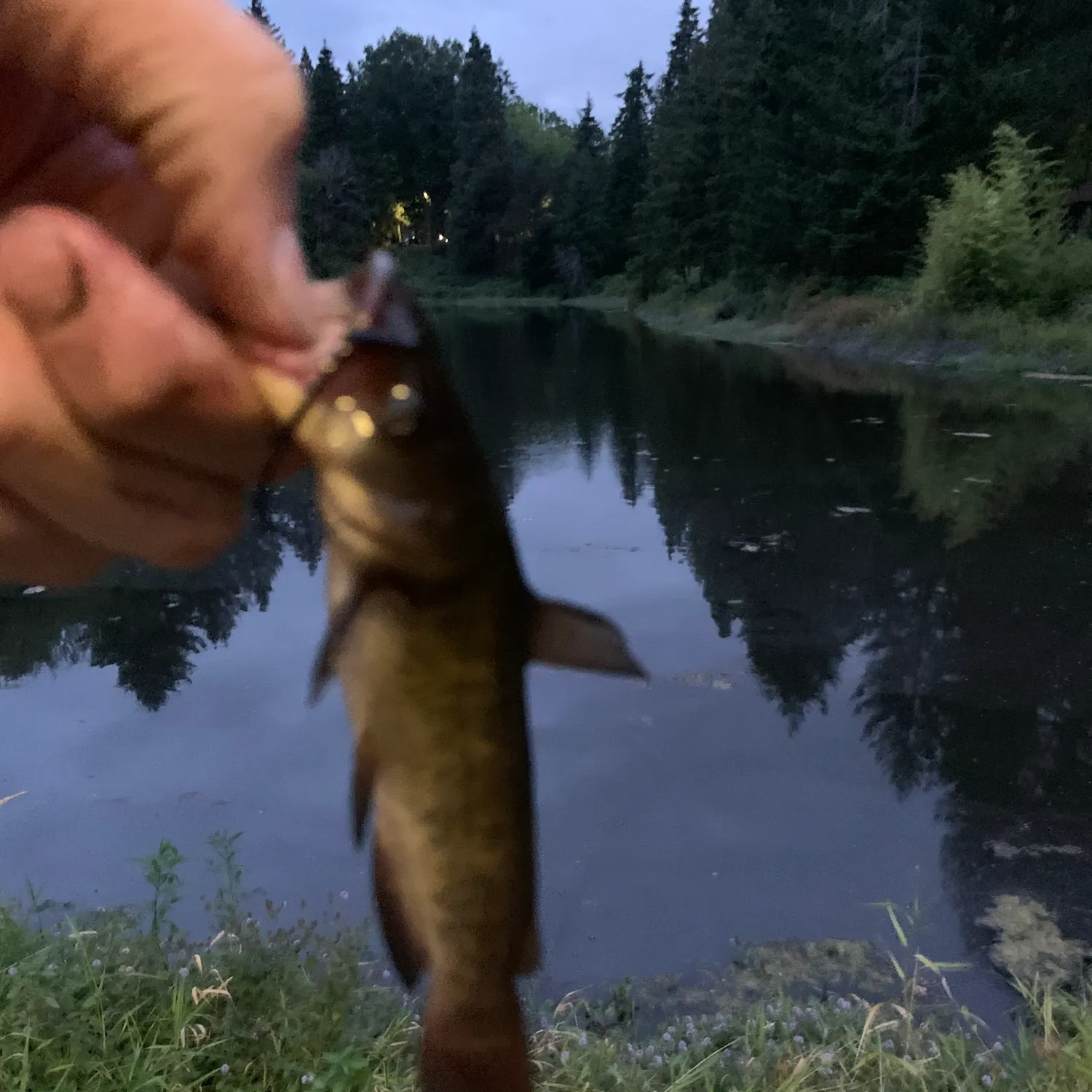 Black bullhead caught on Fishbrain